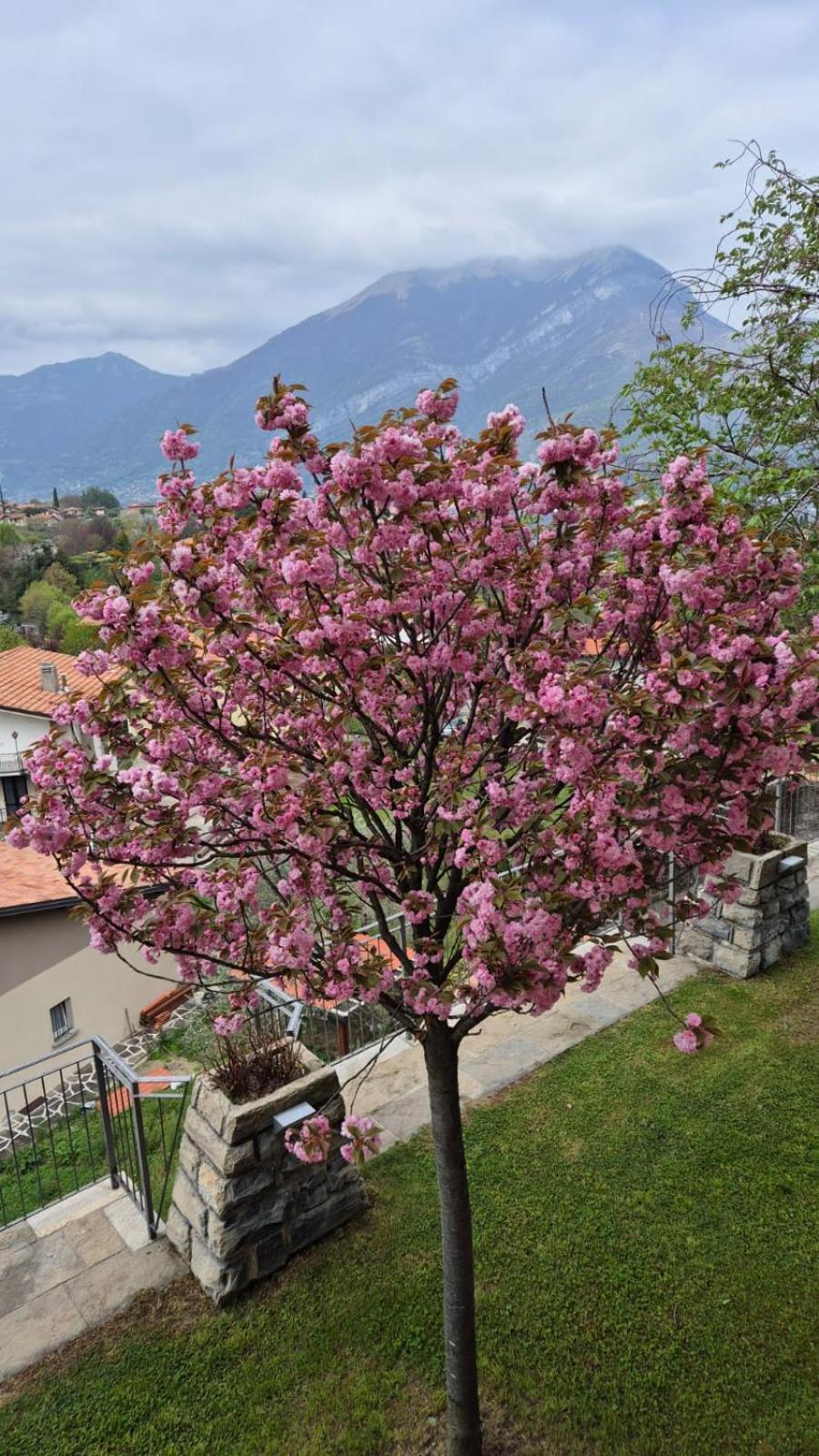 Villa Primula Bellagio Exterior photo